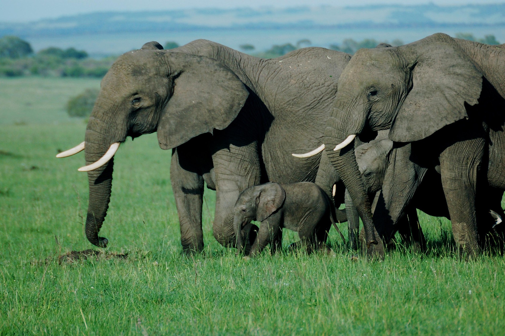 7 Days Luxury Trailblazer Safari