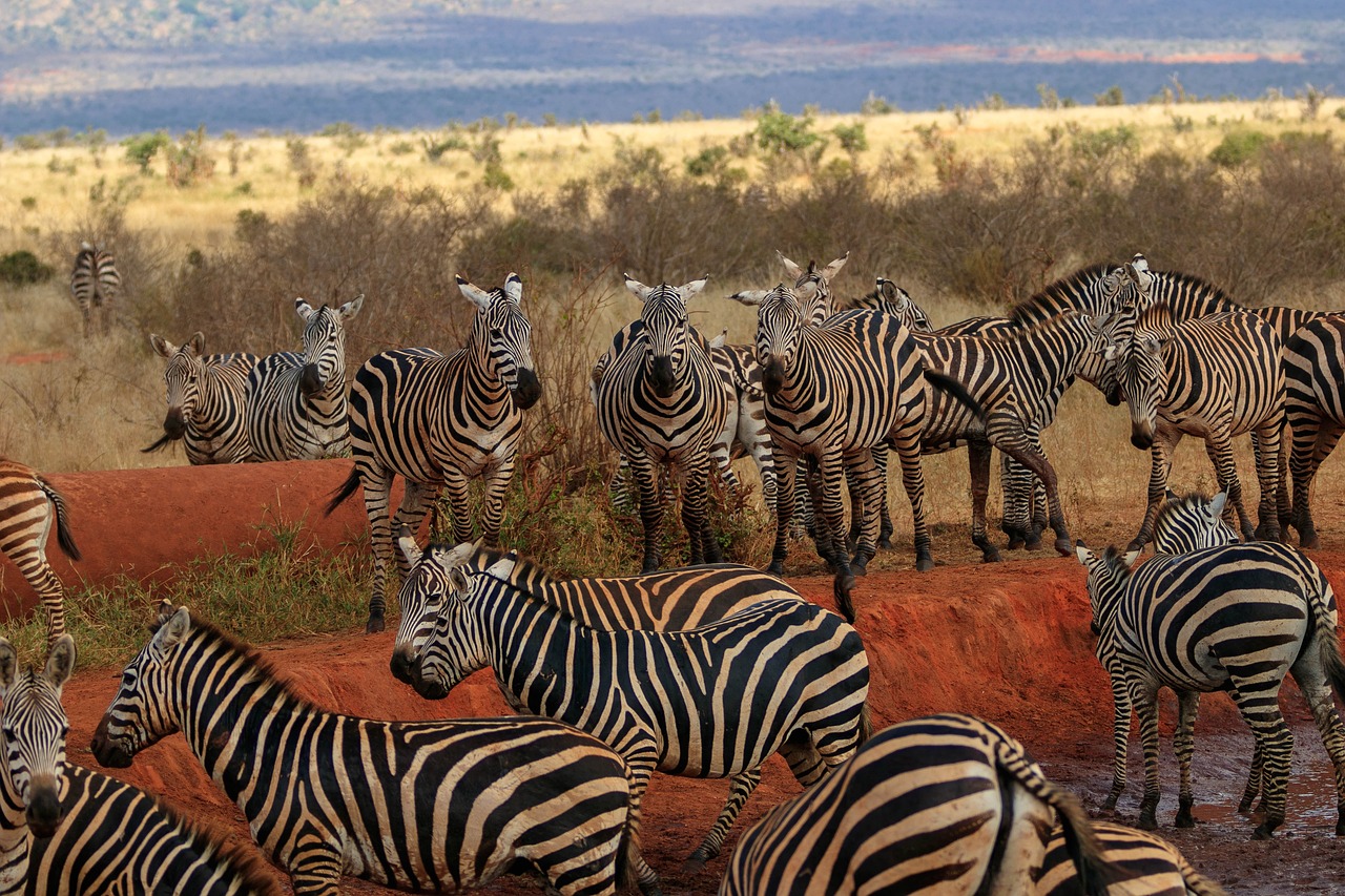 03 Days Taita & Tsavo Expedition