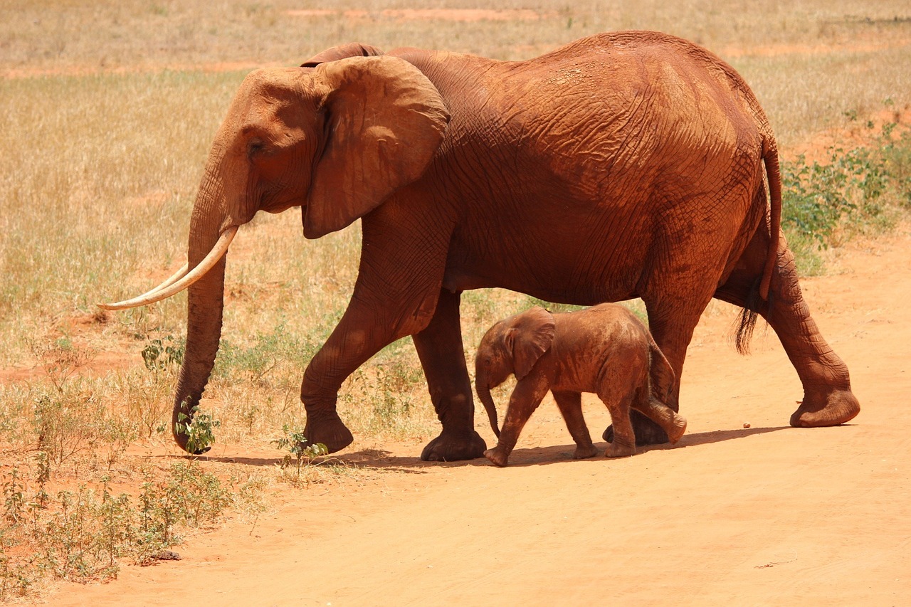 02 Days Wonders of Tsavo