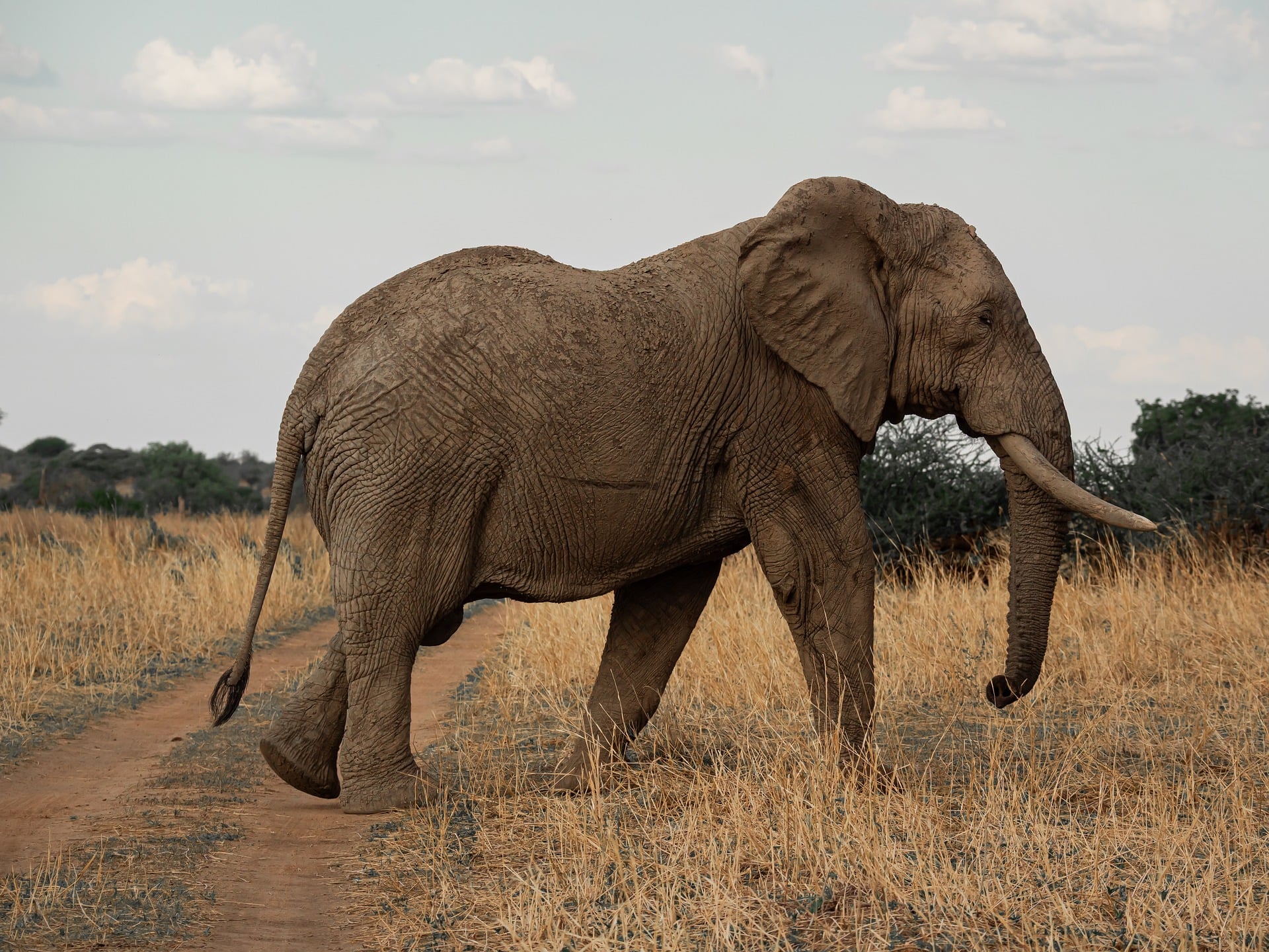 03 Days Ngutuni & Tsavo East Expedition