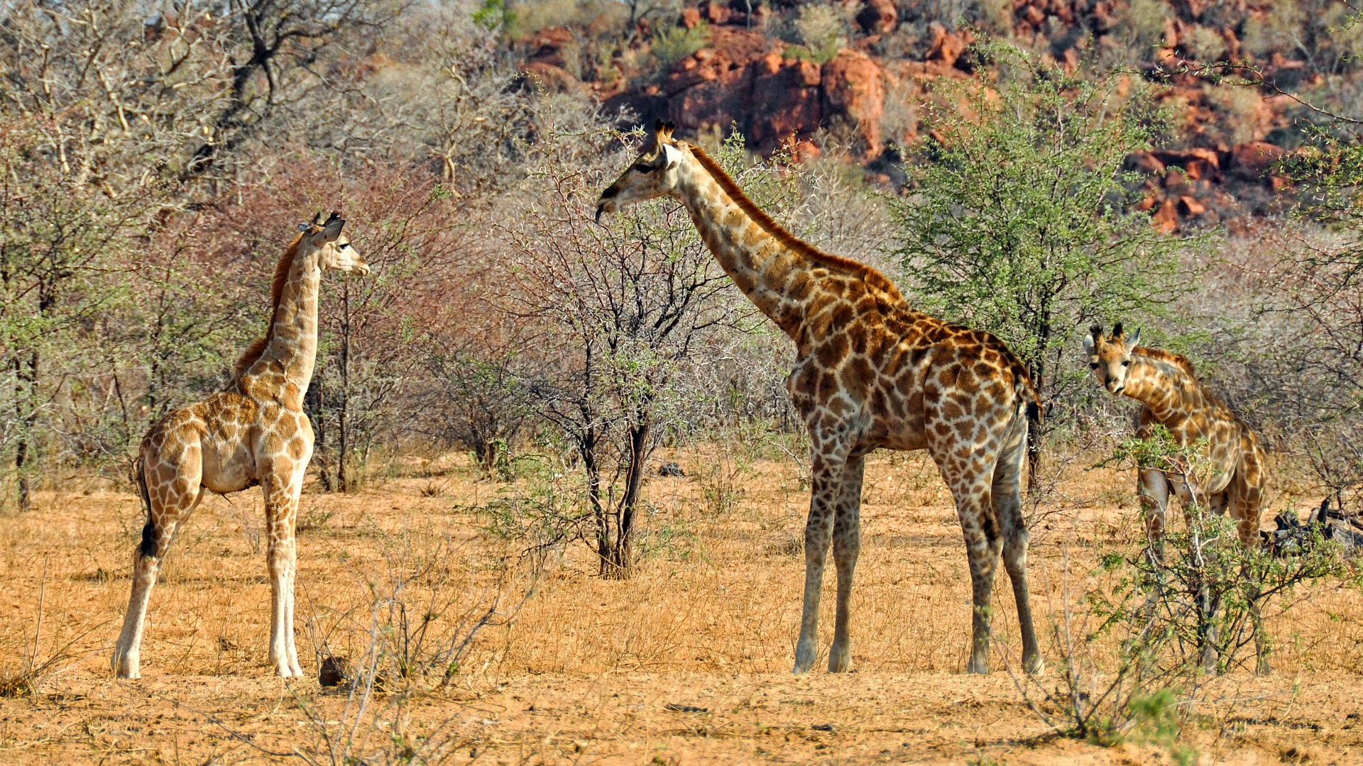 03 Days Tsavo Odyssey Safari