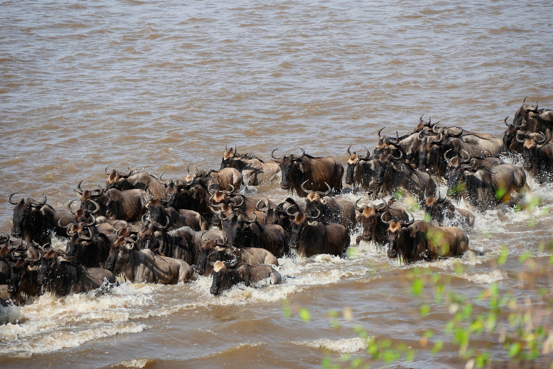 04 Days Mara Untamed Migration Trail