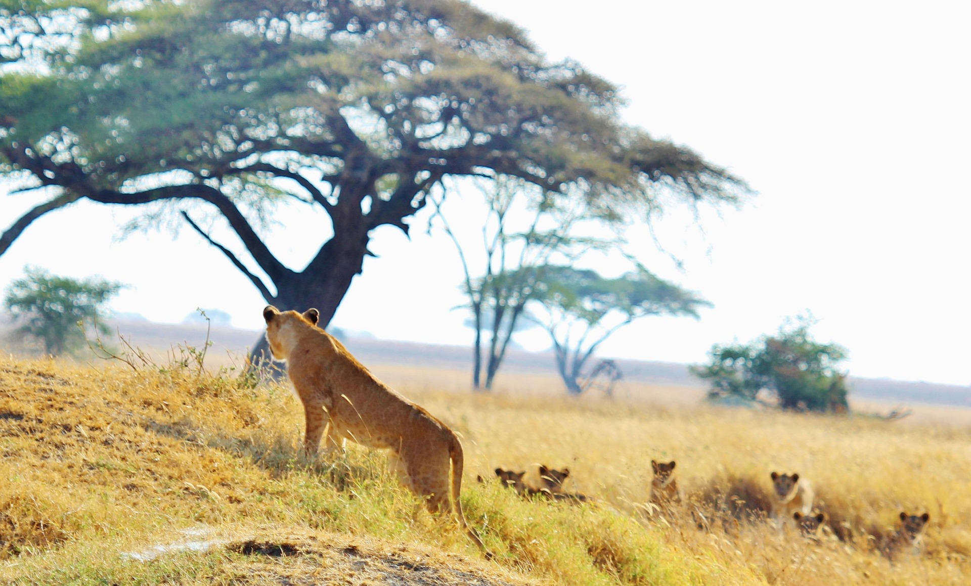 3 Days Man Eaters Safari