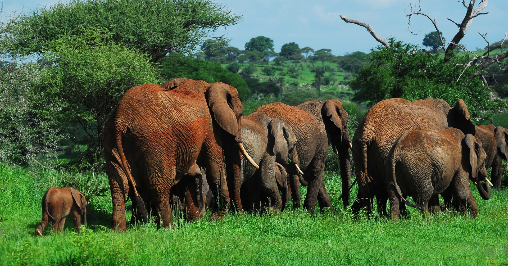  Serengeti Spectacular Great Migration