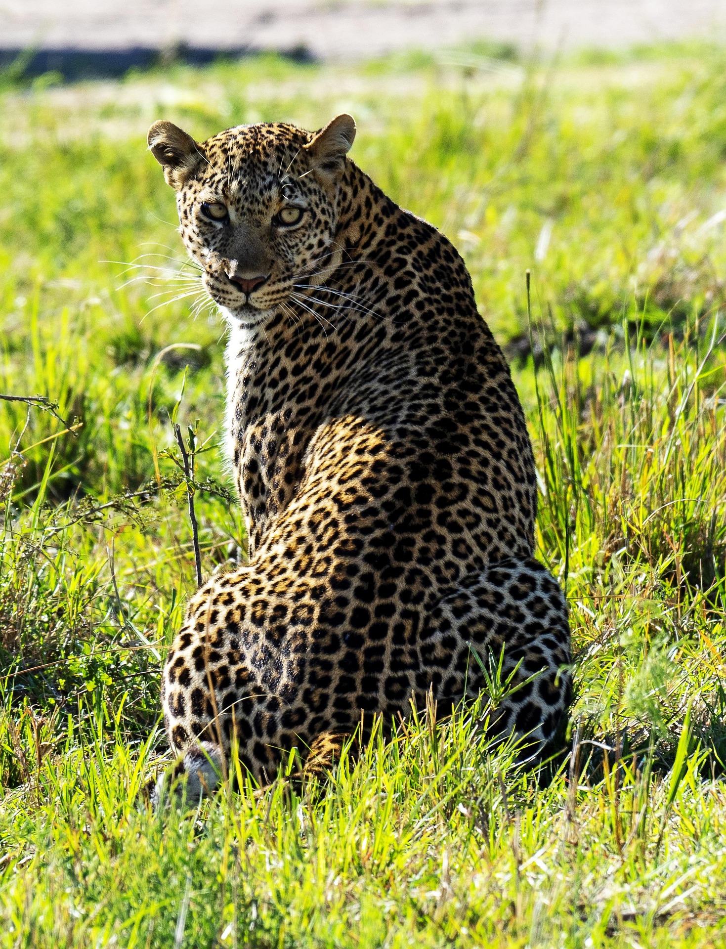 Kenya Safari